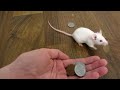 mouse
