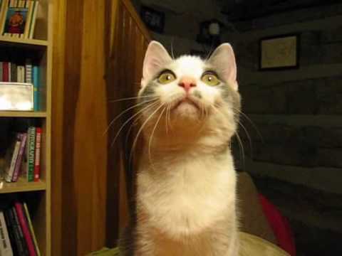 My Weird Cat talking to a Moth