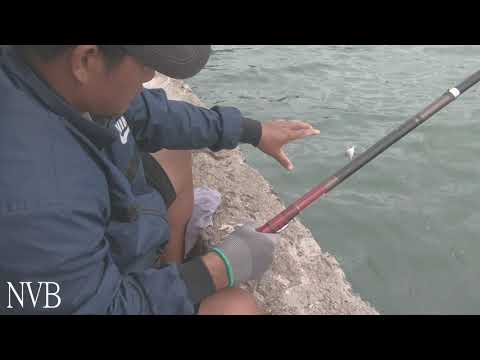 Câu Cá Biển | Câu Cá Móm Ngày Cận Tết Kiếm Cá Nhậu Tất Niên Chào Năm Củ | Sea fishing near the shore