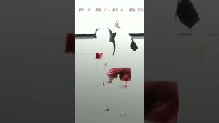 WZeBZgmY1qY Video Image