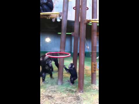 旭山動物園 チンパンジー