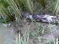 image Two Snake Fighting To Death Part 4