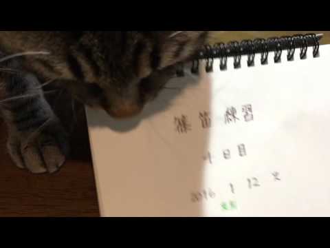 猫の頭の揺れ：原因と治療法