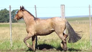LOTE 214 - CAVALO CRIOULO (MACHOS) - LEILÃO SÃO BIBIANO 2021