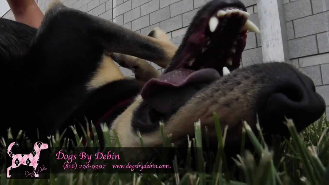 dogs by debin dogs by debin dogs by debin dogs by debin