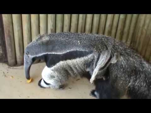 Oso Hormiguero. New Ant Eater baby | Ver Nacimiento de una Cria Oso ... Oso Hormiguero. New Ant Eater baby | Ver Nacimiento de una Cria Oso ...