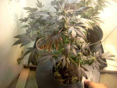 Selfmade hydroponic develop lighting fixtures hydroponics exhaust system