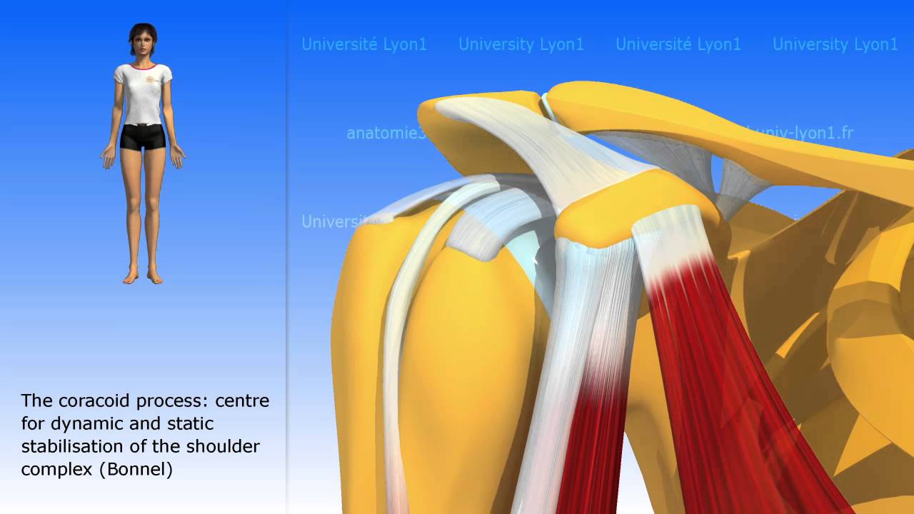 The coracobrachialis - YouTube