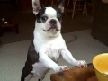 Mackie Boston Terrier dog wants mac & cheese! FUNNY Cute! (ORIGINAL)