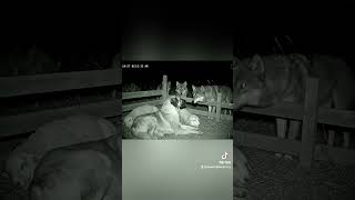 Wolf Vs Kangal Night Watch