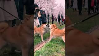 Funny Dogs With Mirror