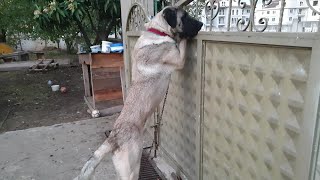 Tavuklarin Bekçi̇si̇ Aslan Olursa. Mi̇safi̇ri̇ Ayakta Karşilayan Kangal.