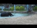 Baby Elephants Tupelo and Baylor Play in the Pool