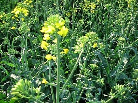 Материалы для наращивания ресниц купить Классификатор УДК