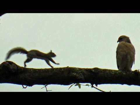 Drunk Squirrel vs Hawk FYV 1080 HD