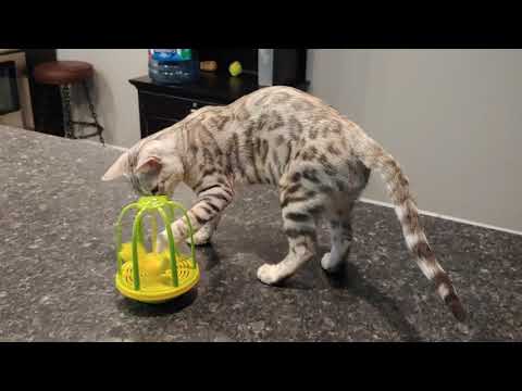 Charlie 1 - Silver Spotted Bengal kitten from WestCoastBengals.com