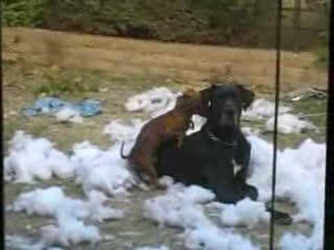 funny cats and dogs video. pictures funny cats and dogs
