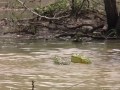 African Bullfrog - Second largest frog on African continent