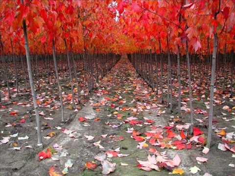 M Aziz A Meri Mohabbat Sun By Kakar SaddiQue 03009338383