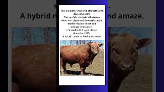 Beefalo The Cow Bison Hybrid