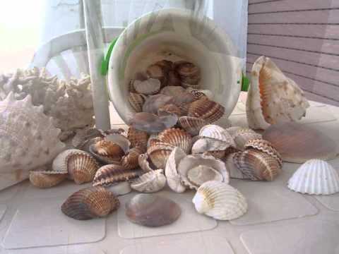 conchas marinas youtube conchas marinas