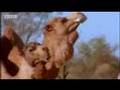 Australian animal mating rituals - camel seduction in the outback - BBC wildlife