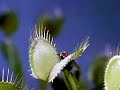 Venus Fly Trap ( the meat eating plant )