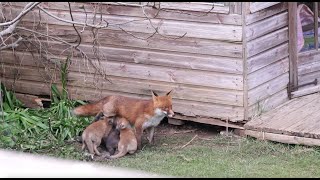 🦊 Cute Baby Foxes Have Dinner