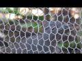 Superb Lyrebird imitating construction work - Adelaide Zoo