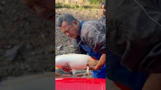 Straight From The Mudponds
