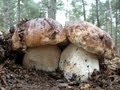 .Assalt al boletus edulis (5)