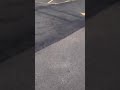 Horse and Zebra on loose in Staten Island after escaping a zoo-- UNEDITED ORIGINAL