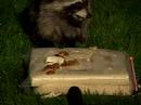 Raccoony Munching Sounds!!!! [Backyard Bag Feeder Project]