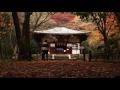 地蔵院　京都の紅葉 　京都の庭園　Jizo-in Bamboo Temple The Garden of Kyoto Japan Full HD
