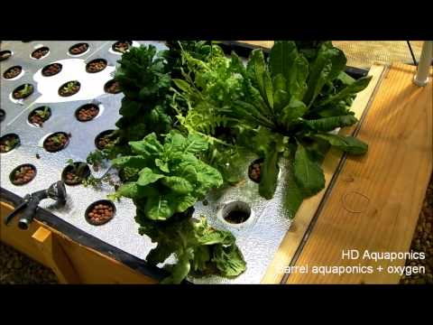  barrel aquaponics system, aquaponics greenhouse update'][0].replace