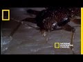 Bed Bugs | National Geographic