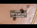 Cockroaches
