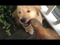 golden retreiver