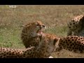 Cheetahs