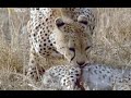 Cheetahs