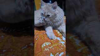 Independently Cleaning The Feet, My Cat Is Really Amazing