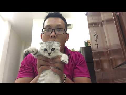 Nhật Ký Mèo Phò #2: Mèo Phò bị bệnh hô hấp? #meopho #nhatky #benhhohap