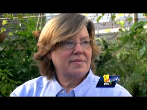Sunday Gardeners reveal secret to growing Bonsai plants The Sunday Gardeners Look At New Projects Such As Growing Bonsai Plants That Make...