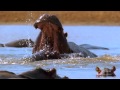 hippo