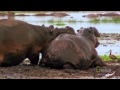 hippo