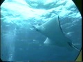 Buceo Con Tiburones Wmv