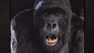 1998 Disneys Mighty Joe Young Commercial