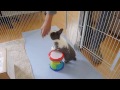 Bunny playing the drum!