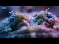 Blue Planet II Trailer #2 - BBC (2017) | Movieclips Trailers