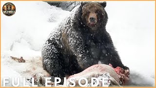 Grizzly Bear Unbelievable Attacks Caught On Camera Animal Doentary